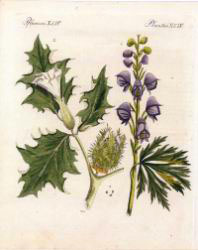 Plantes XLIV.jpg